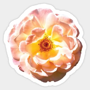 Ombre Flower Sticker